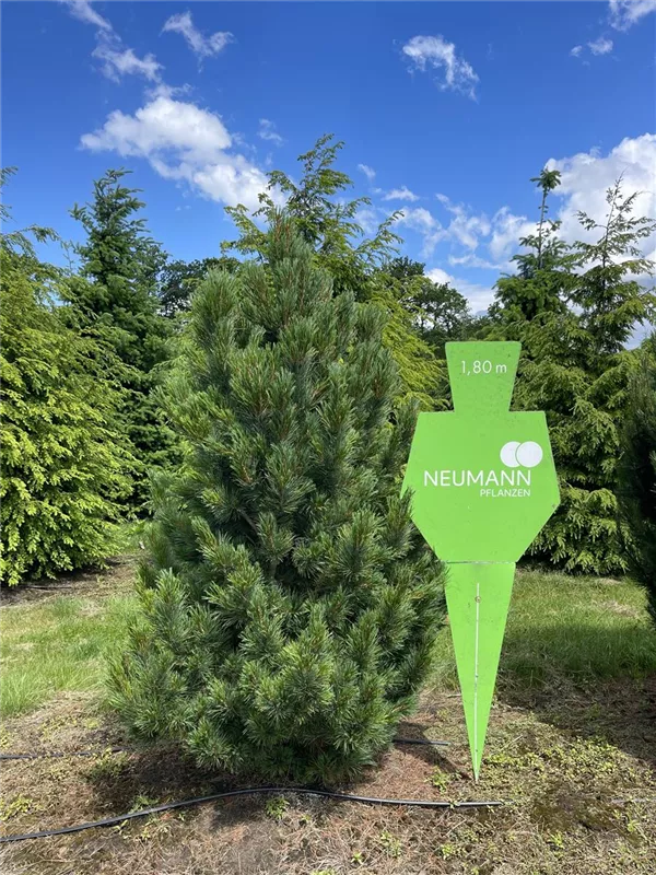 Pinus cembra