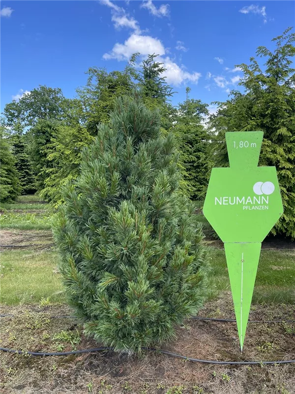 Pinus cembra