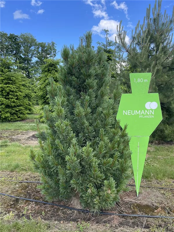 Pinus cembra
