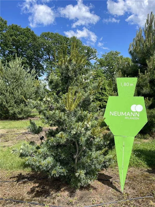 Pinus parviflora 'Glauca'