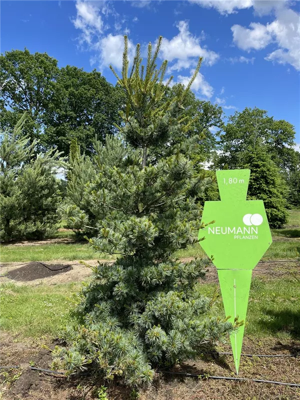 Pinus parviflora 'Glauca'