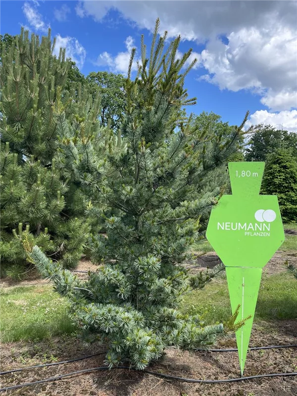 Pinus parviflora 'Glauca'