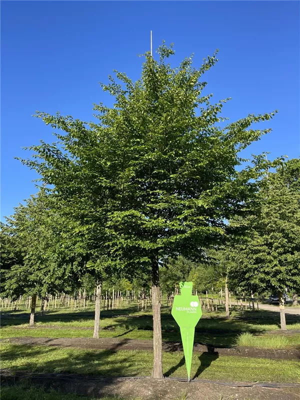 Carpinus betulus