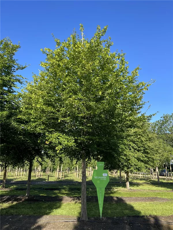 Carpinus betulus