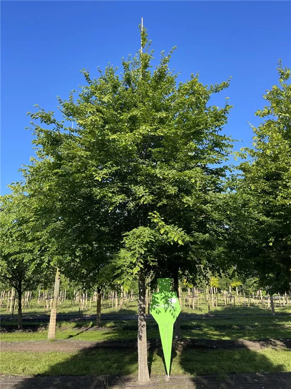 Carpinus betulus