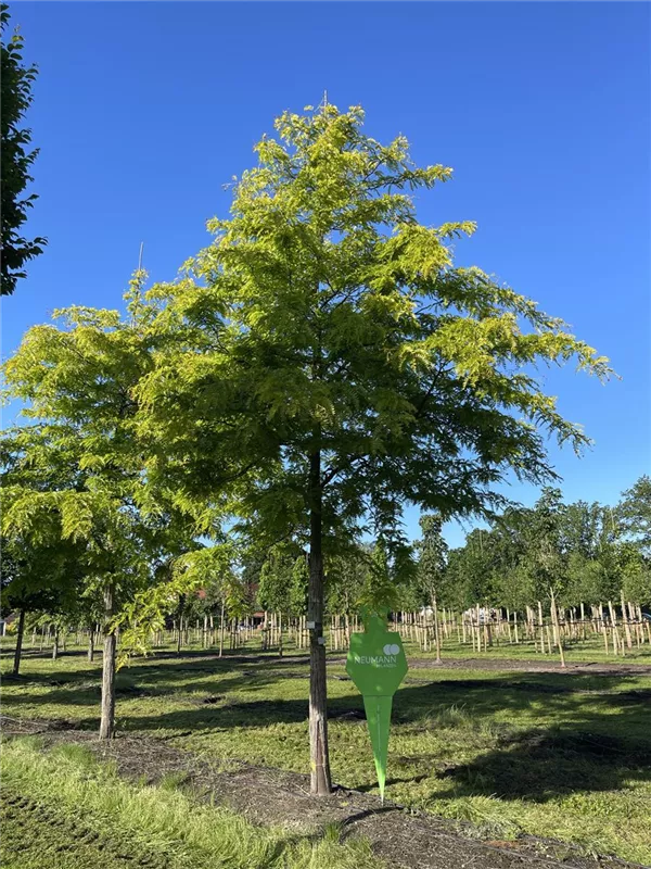 Gleditsia triacanthos 'Sunburst'