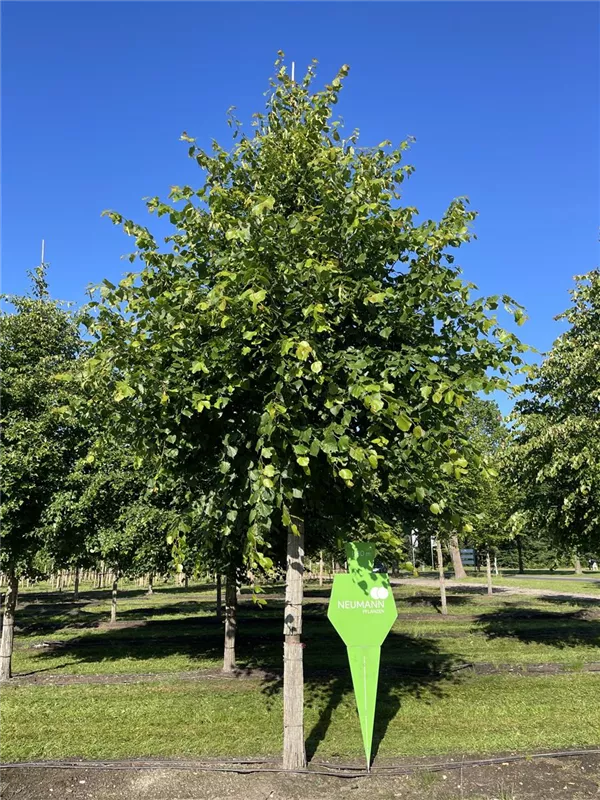 Tilia europaea 'Pallida'