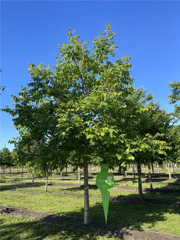 Juglans regia