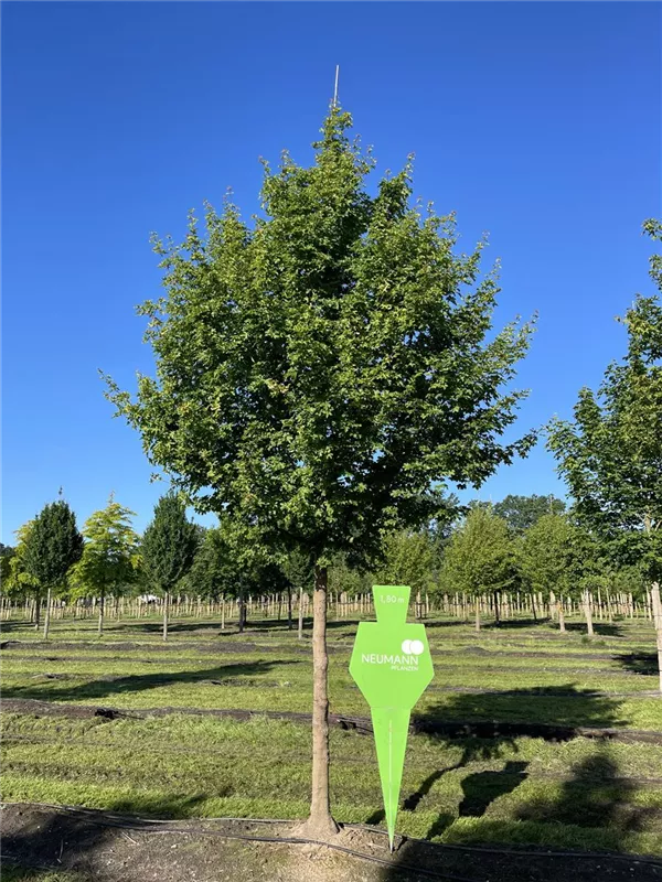 Acer campestre 'Elsrijk'