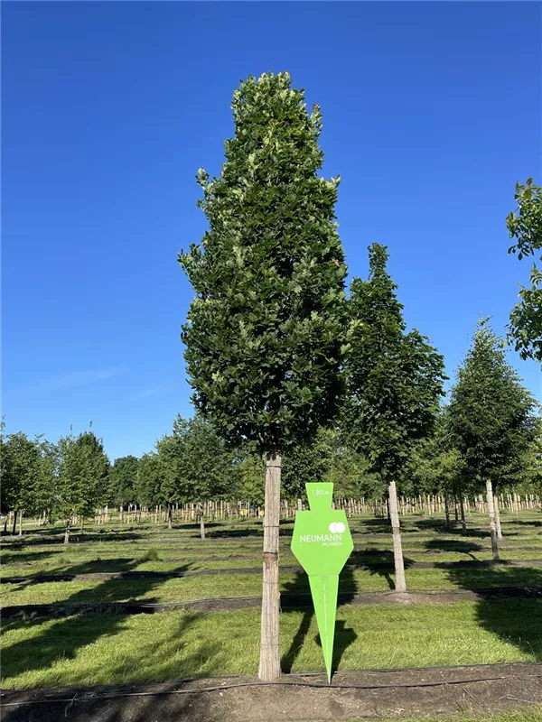 Quercus robur 'Fastigiata Koster'