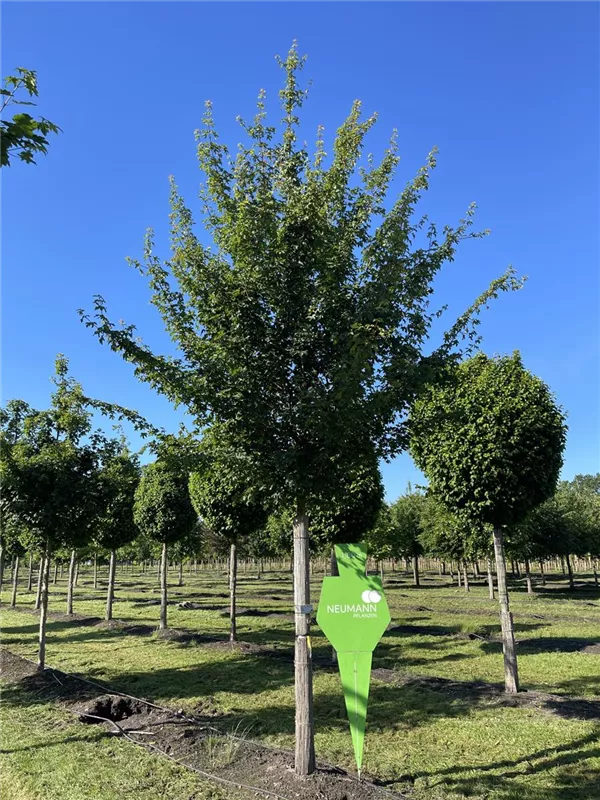 Acer campestre 'Elsrijk'