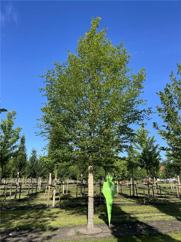 Carpinus betulus