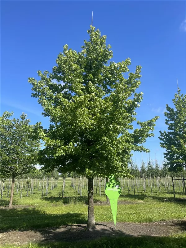 Liquidambar styraciflua