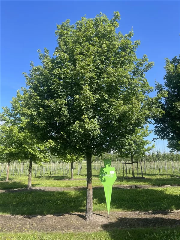 Acer campestre 'Elsrijk'