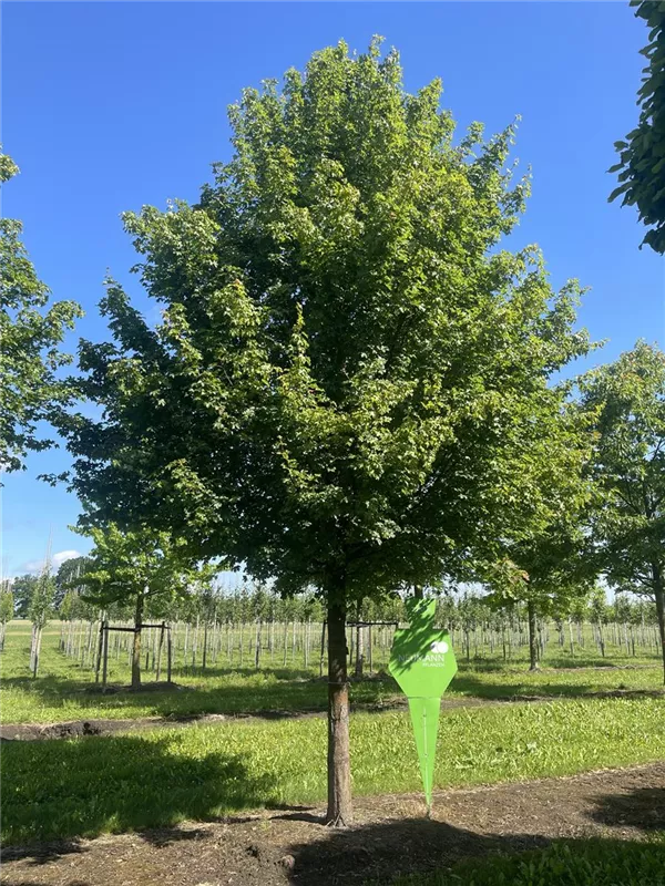 Acer campestre 'Elsrijk'