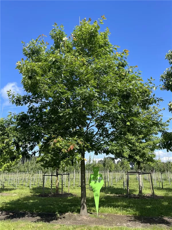 Quercus rubra