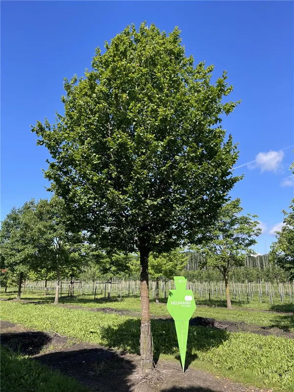 Carpinus betulus