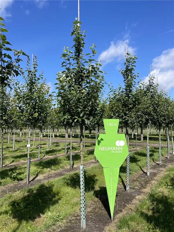 Malus 'Kaiser Wilhelm' CAC