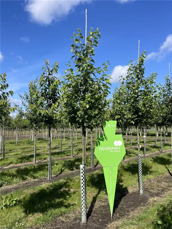 Malus 'Landsberger Renette' CAC