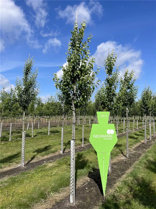 Pyrus com.'Gellerts Butterbirne' CAC