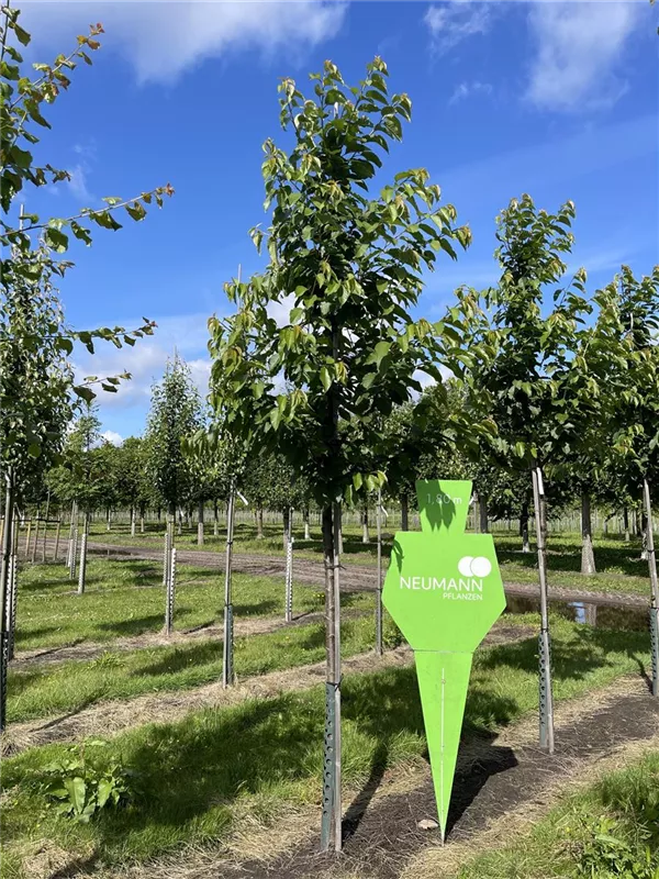 Prunus av.'Hedelfinger Riesenk.' CAC