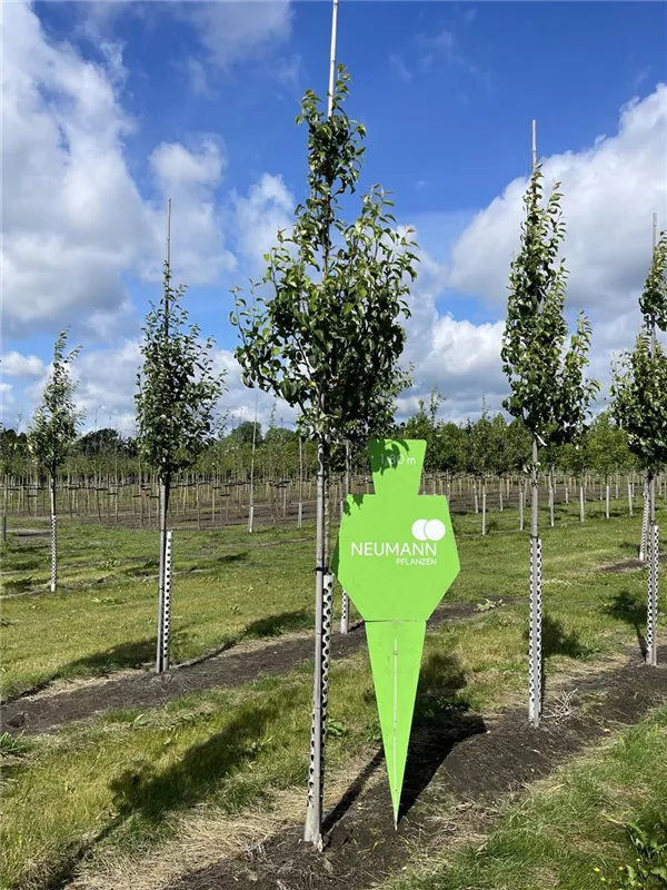 Pyrus com.'Conferencebirne' CAC