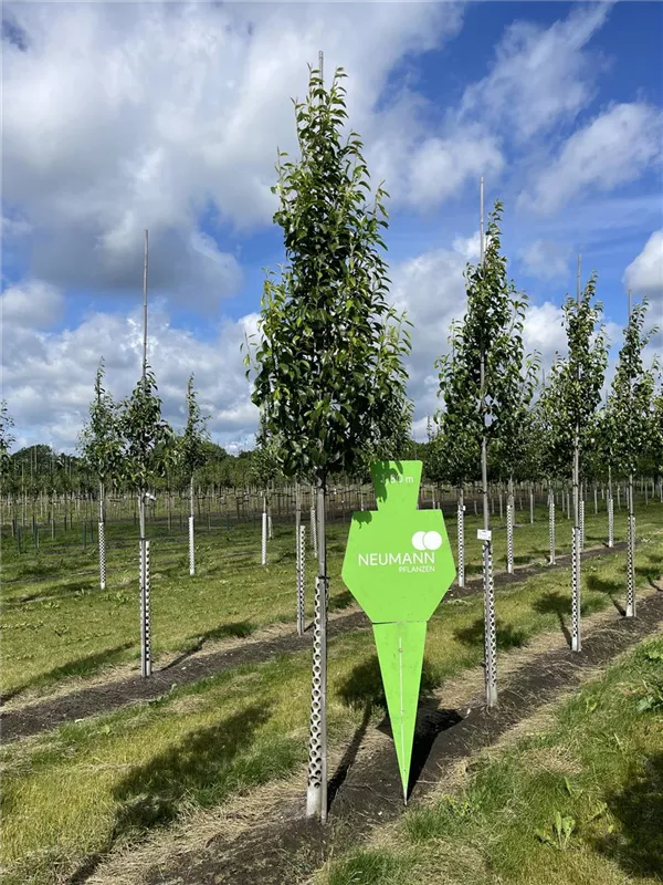 Pyrus com.'Clapps Liebling' CAC