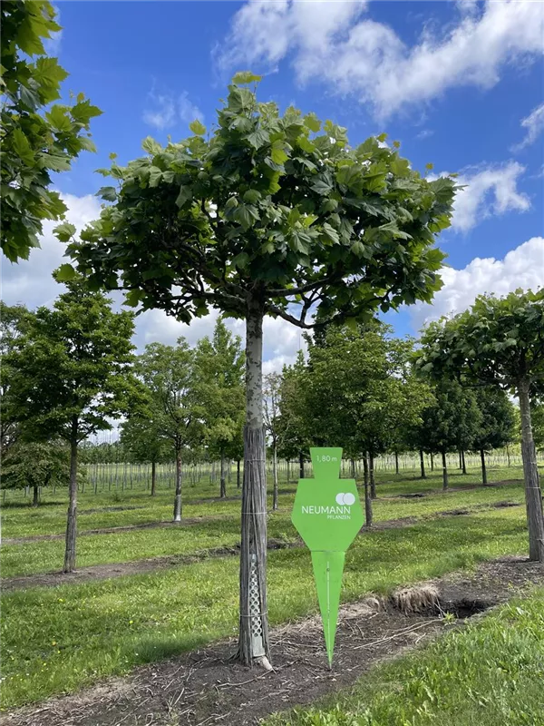 Platanus hispanica