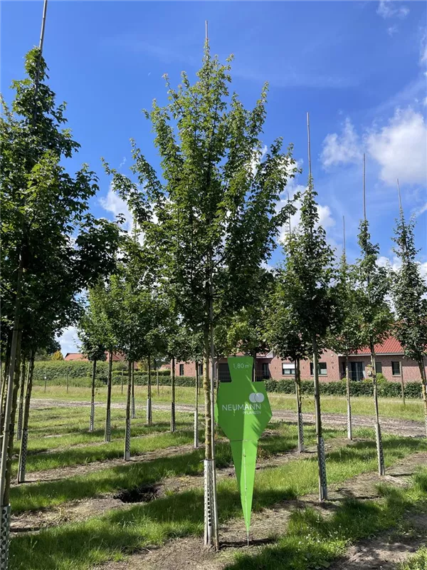 Acer campestre 'Elsrijk'