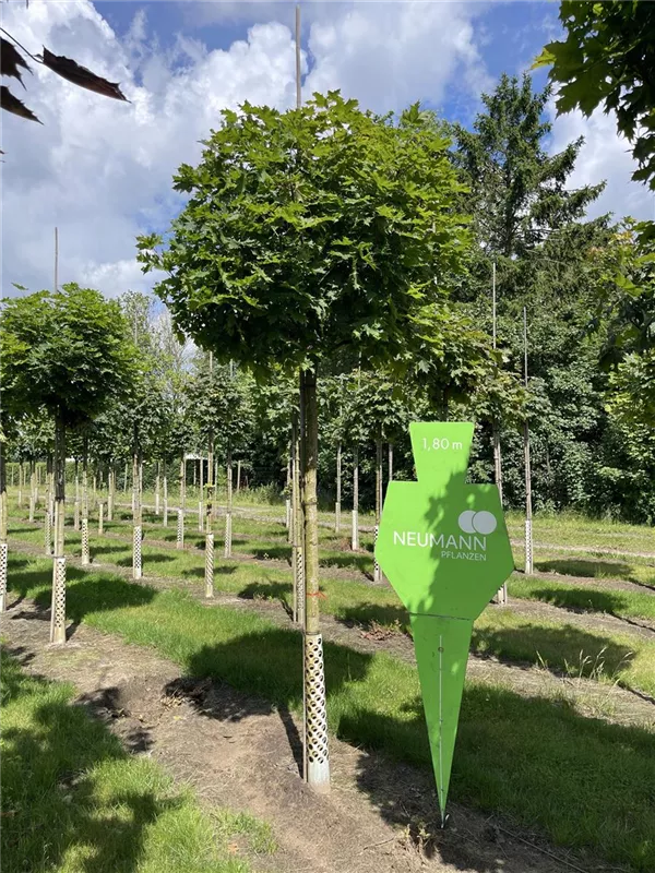 Acer platanoides 'Globosum'
