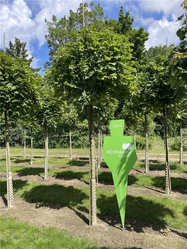 Acer platanoides 'Globosum'