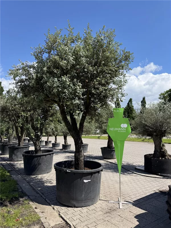 Quercus ilex 'Rotundifolia'