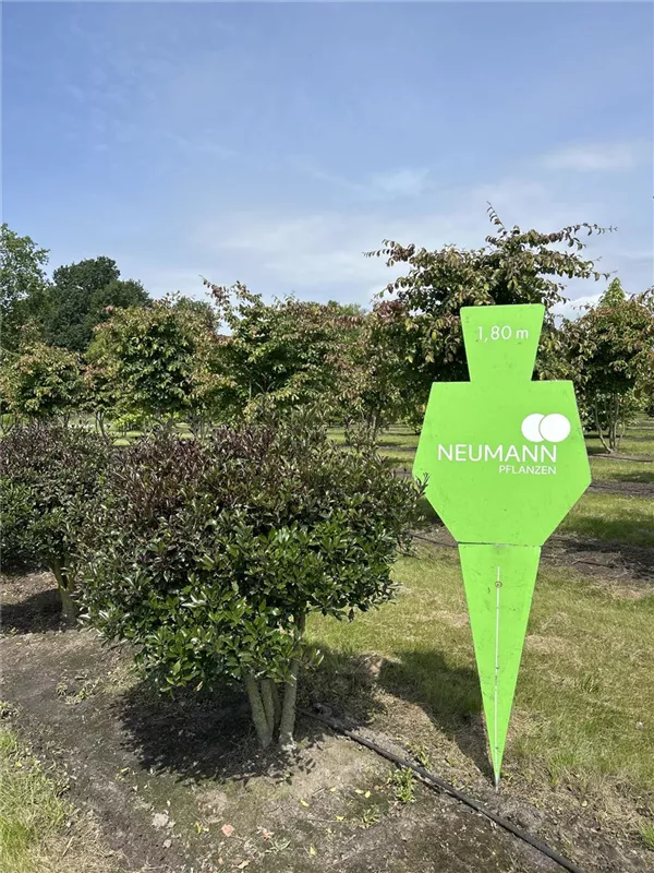 Osmanthus heterophyllus 'Purpureus'