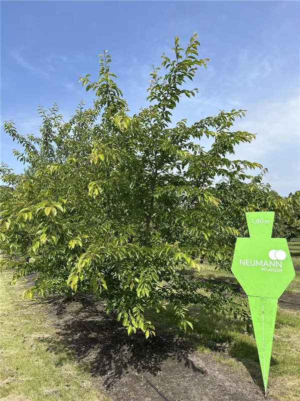 Prunus yedoensis