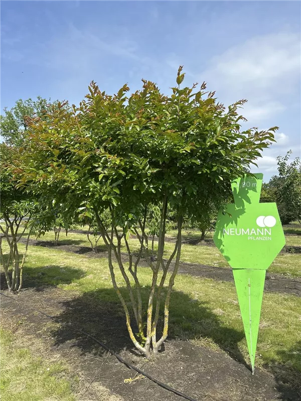 Lagerstroemia indica 'Natchez'