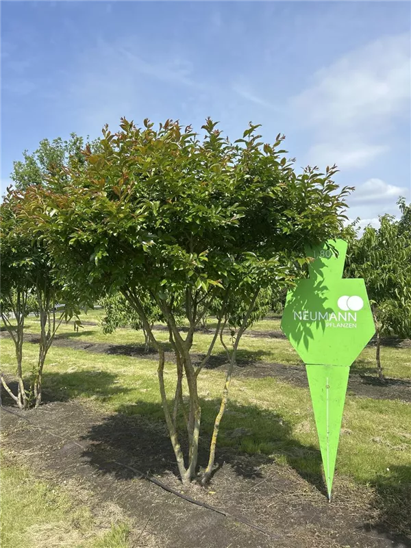 Lagerstroemia indica 'Natchez'
