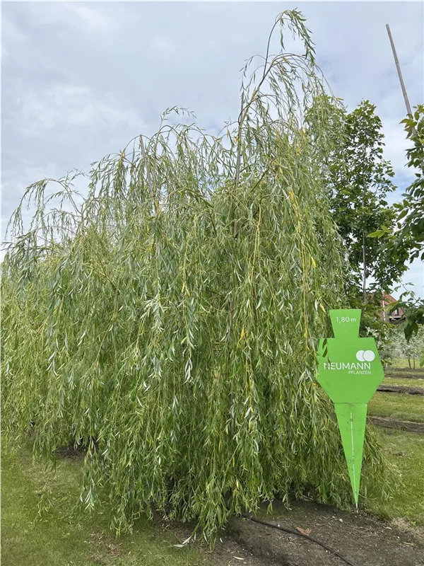 Salix alba 'Tristis'