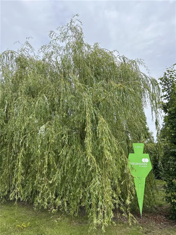 Salix alba 'Tristis'