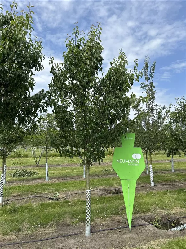 Pyrus com.'Conferencebirne' CAC