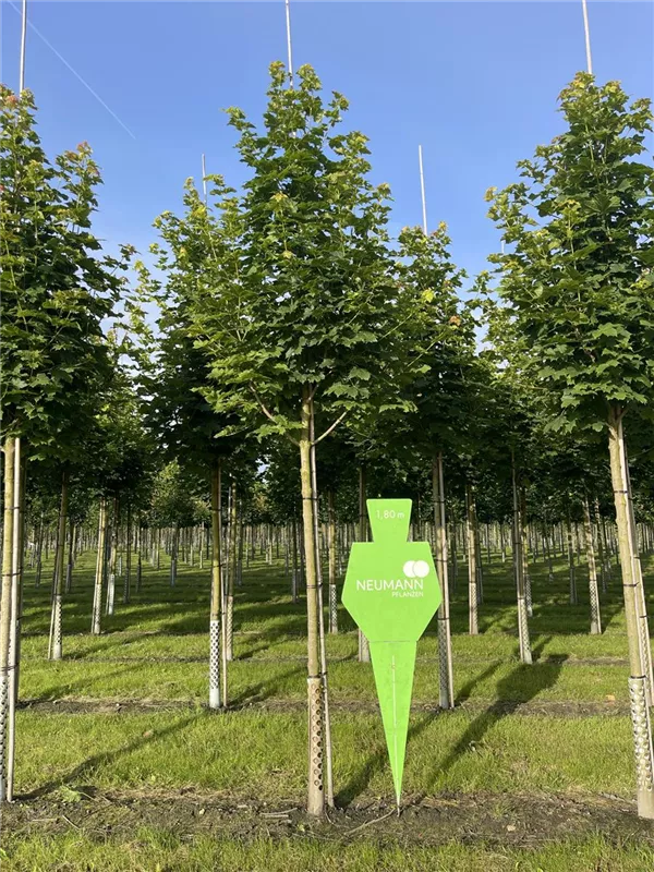 Acer platanoides 'Cleveland'