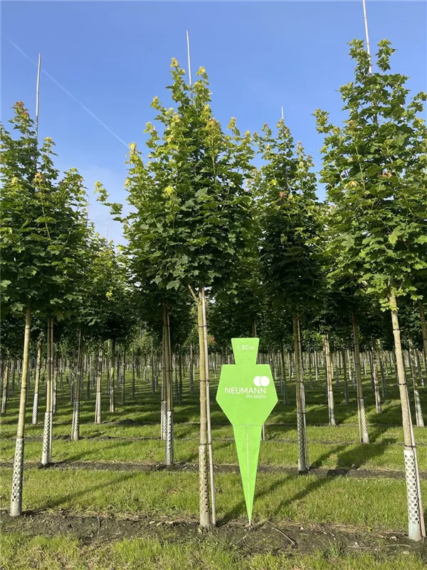 Acer platanoides 'Cleveland'