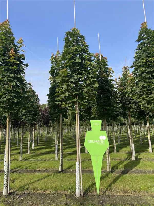 Acer platanoides 'Columnare'