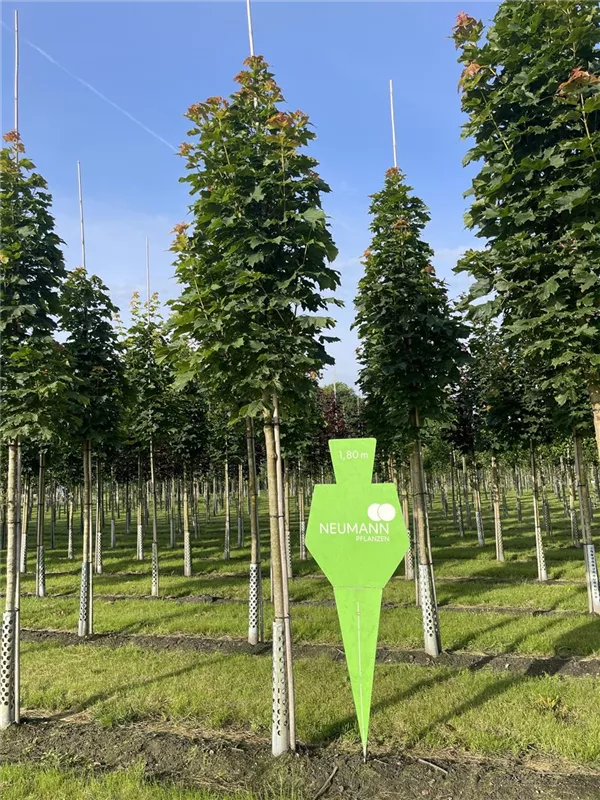 Acer platanoides 'Columnare'