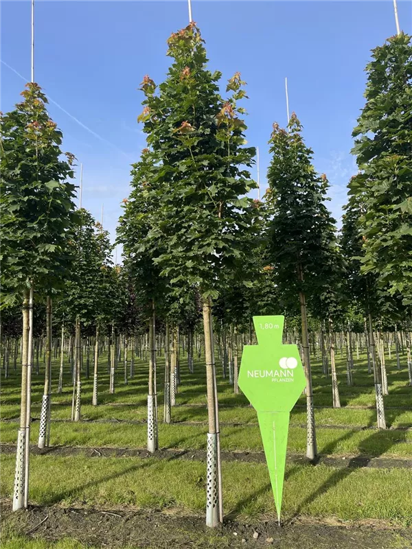 Acer platanoides 'Columnare'