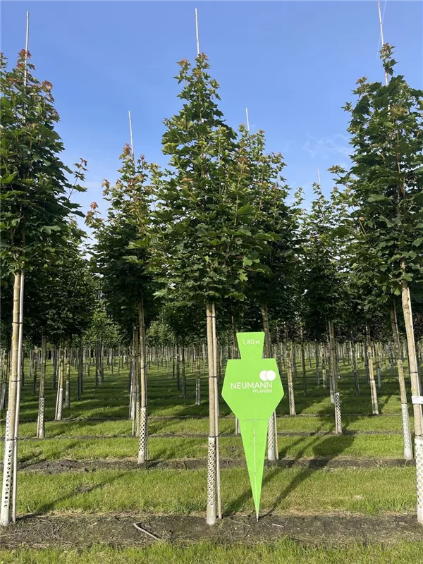 Acer platanoides 'Emerald Queen'