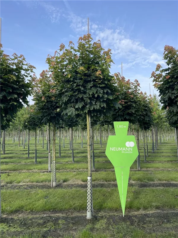 Acer platanoides 'Globosum'