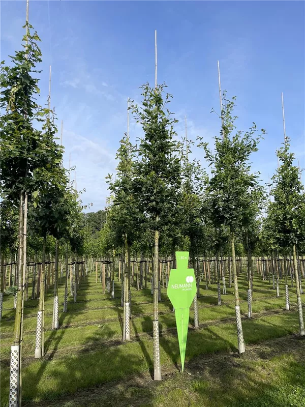 Quercus robur