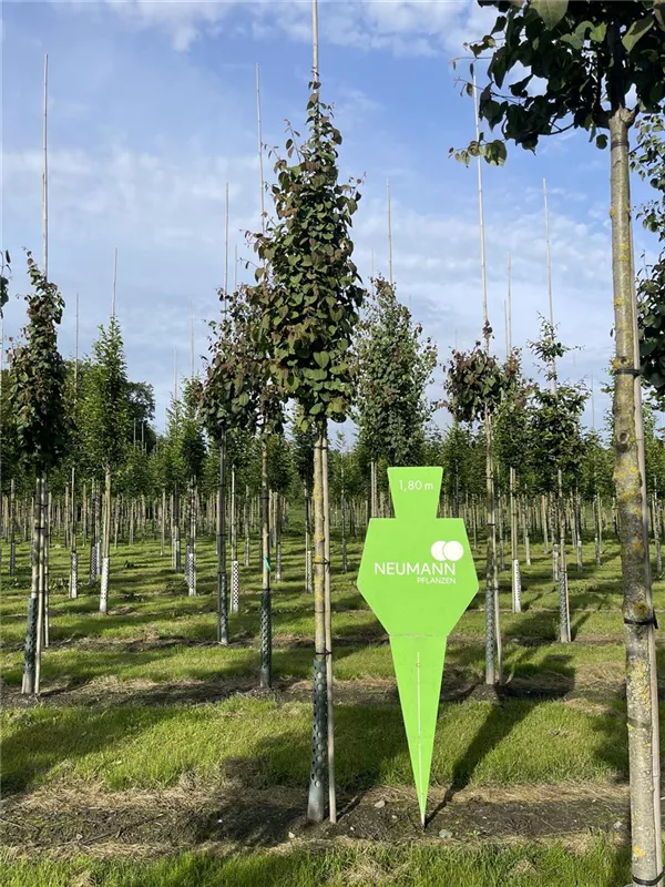 Cercidiphyllum japonicum