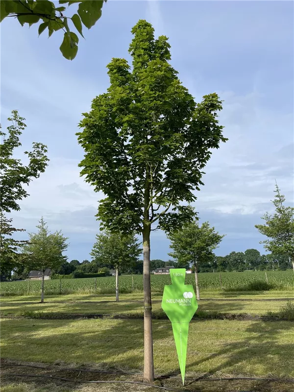 Acer platanoides 'Columnare'
