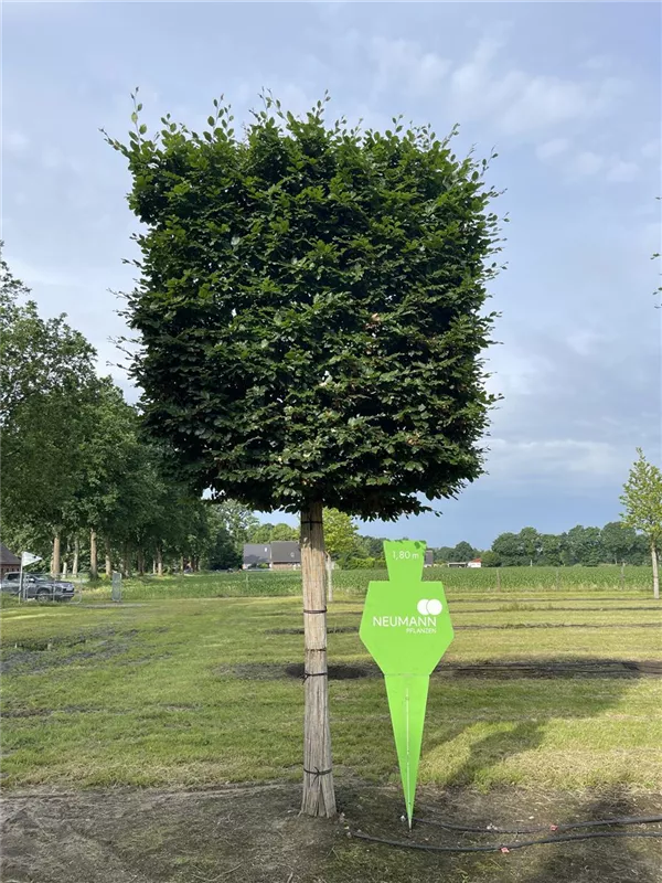 Fagus sylvatica